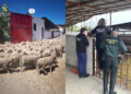 eid-al-adha-guardia-civil-inspecciona-explotaciones-ganaderas