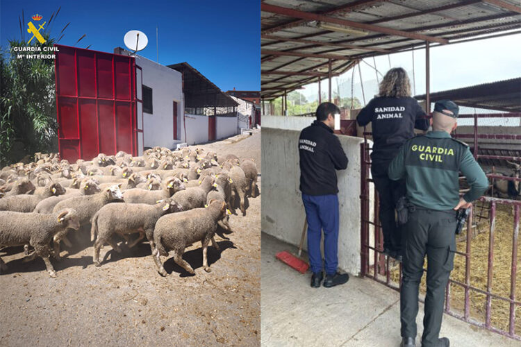 eid-al-adha-guardia-civil-inspecciona-explotaciones-ganaderas
