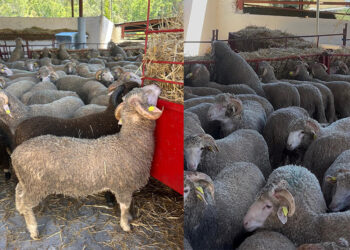eid-al-adha-jimena-mas-corderos-350-euros