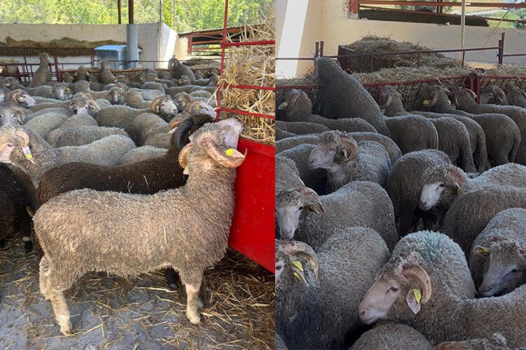 eid-al-adha-jimena-mas-corderos-350-euros
