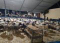 eid-al-adha-venta-corderos-tanger-precios