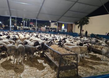 eid-al-adha-venta-corderos-tanger-precios
