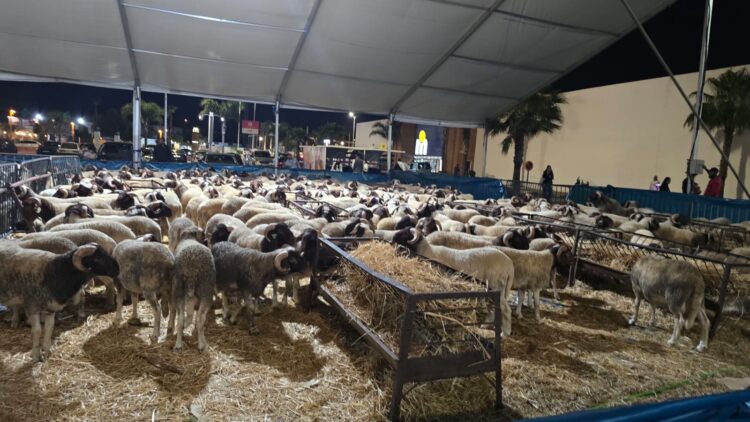 eid-al-adha-venta-corderos-tanger-precios