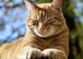 glosas-gatunas-colaboracion-1