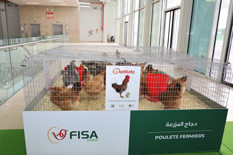por-que-baja-precios-huevos-menos-dirham-2