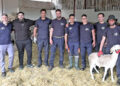 portada-llegan-corderos-eid-al-adha-2026-precio-animal