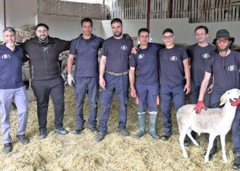 portada-llegan-corderos-eid-al-adha-2026-precio-animal