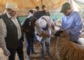 regresa-fiesta-cordero-marruecos-suspendida-2025