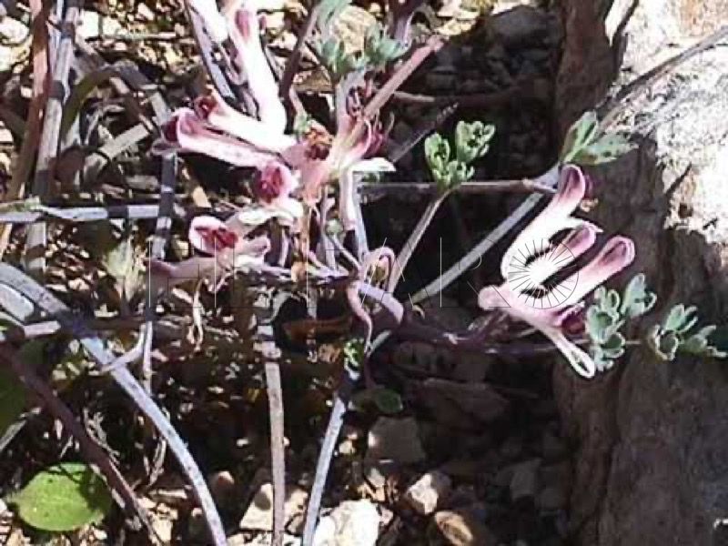 ultimo-refugio-conejito-ceuta-planta-borde-abismo-mogote-benzu-002