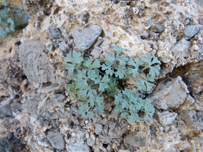 ultimo-refugio-conejito-ceuta-planta-borde-abismo-mogote-benzu-006