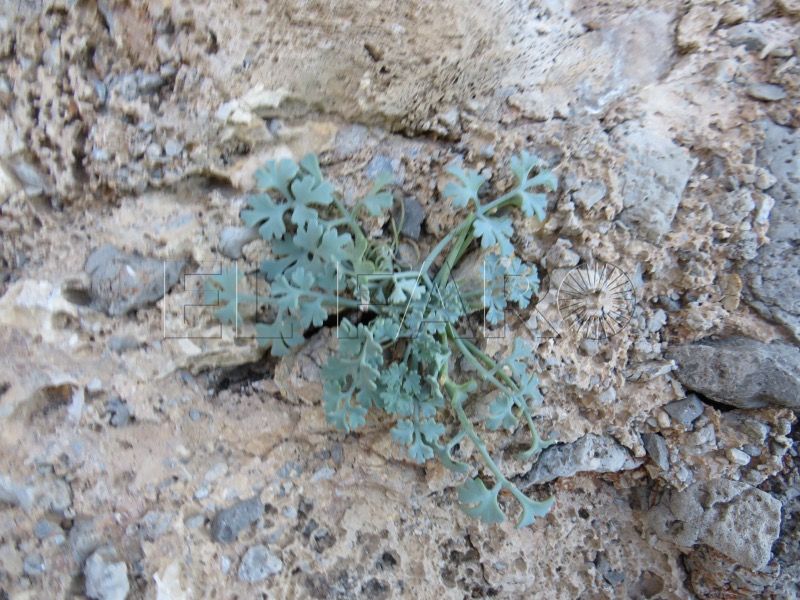 ultimo-refugio-conejito-ceuta-planta-borde-abismo-mogote-benzu-007