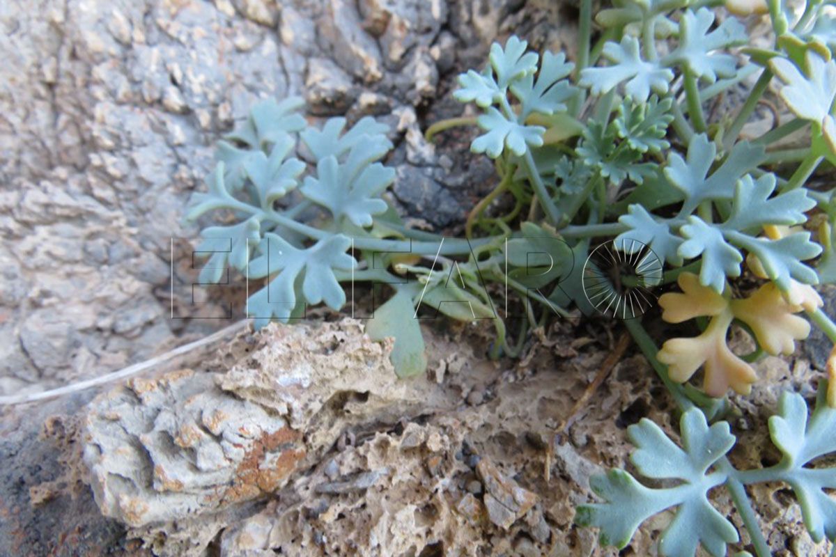 ultimo-refugio-conejito-ceuta-planta-borde-abismo-mogote-benzu-010