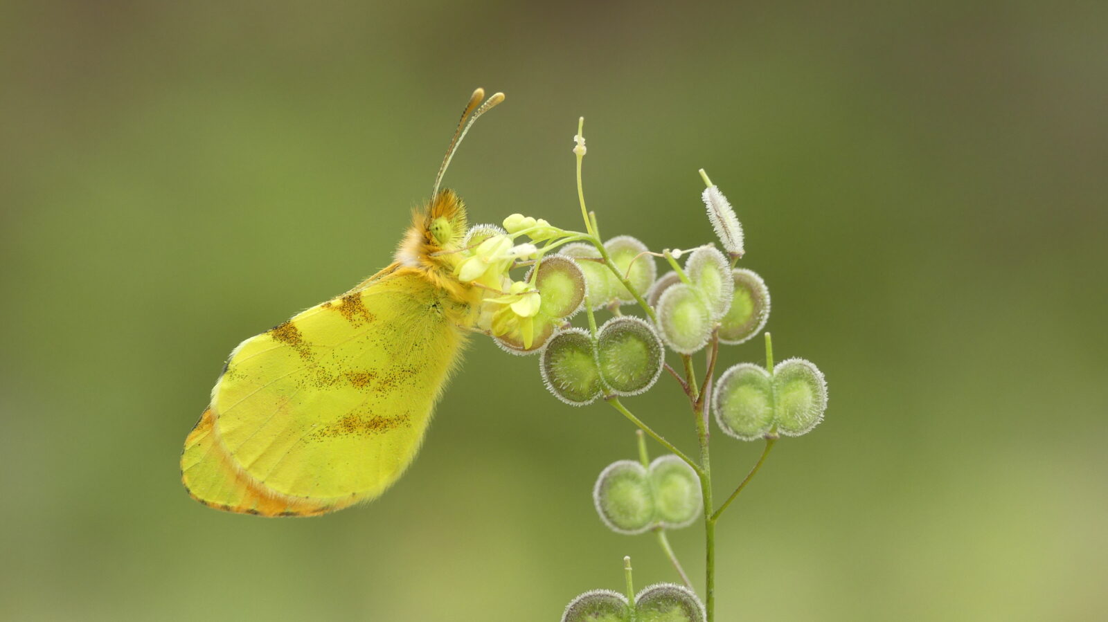 Anthocharis-belia-mariposa