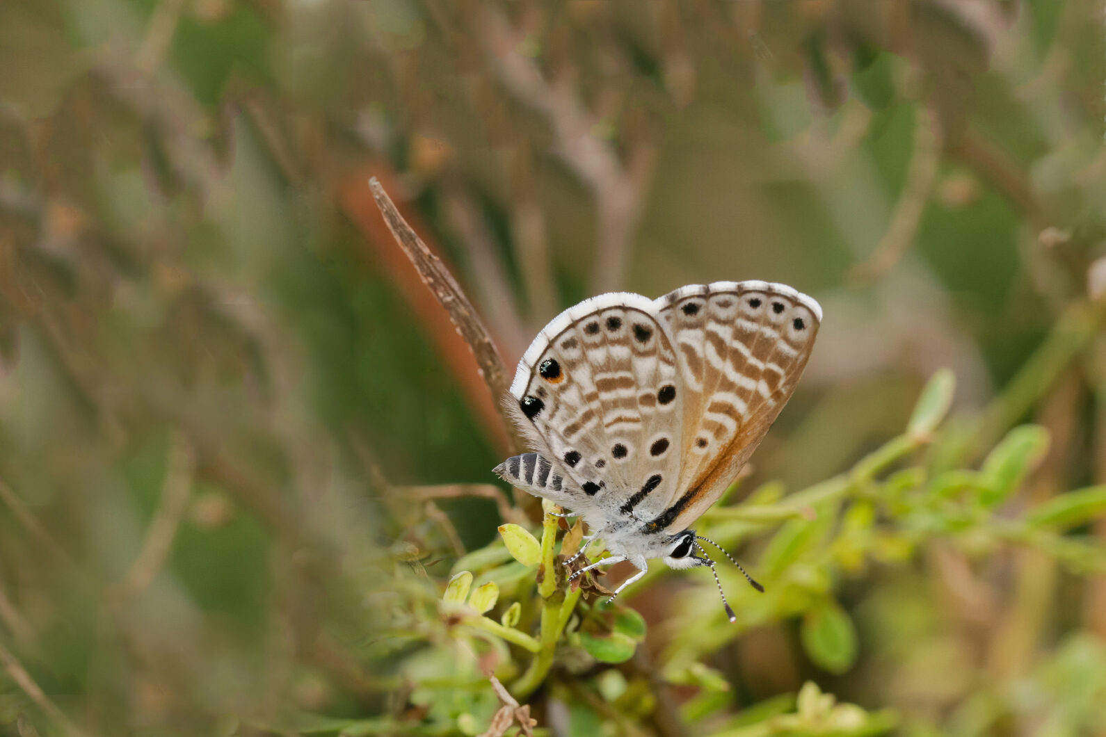 Azanus-jesous-mariposa