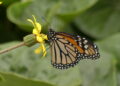 Danaus-plexippus-mariposa