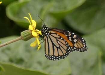 Danaus-plexippus-mariposa