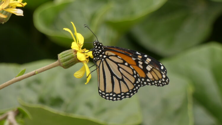 Danaus-plexippus-mariposa