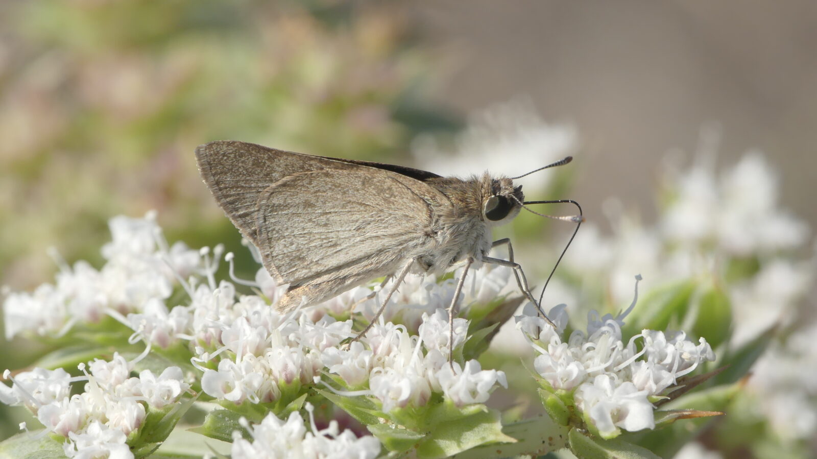 Gegenes-nostrodamus-mariposa