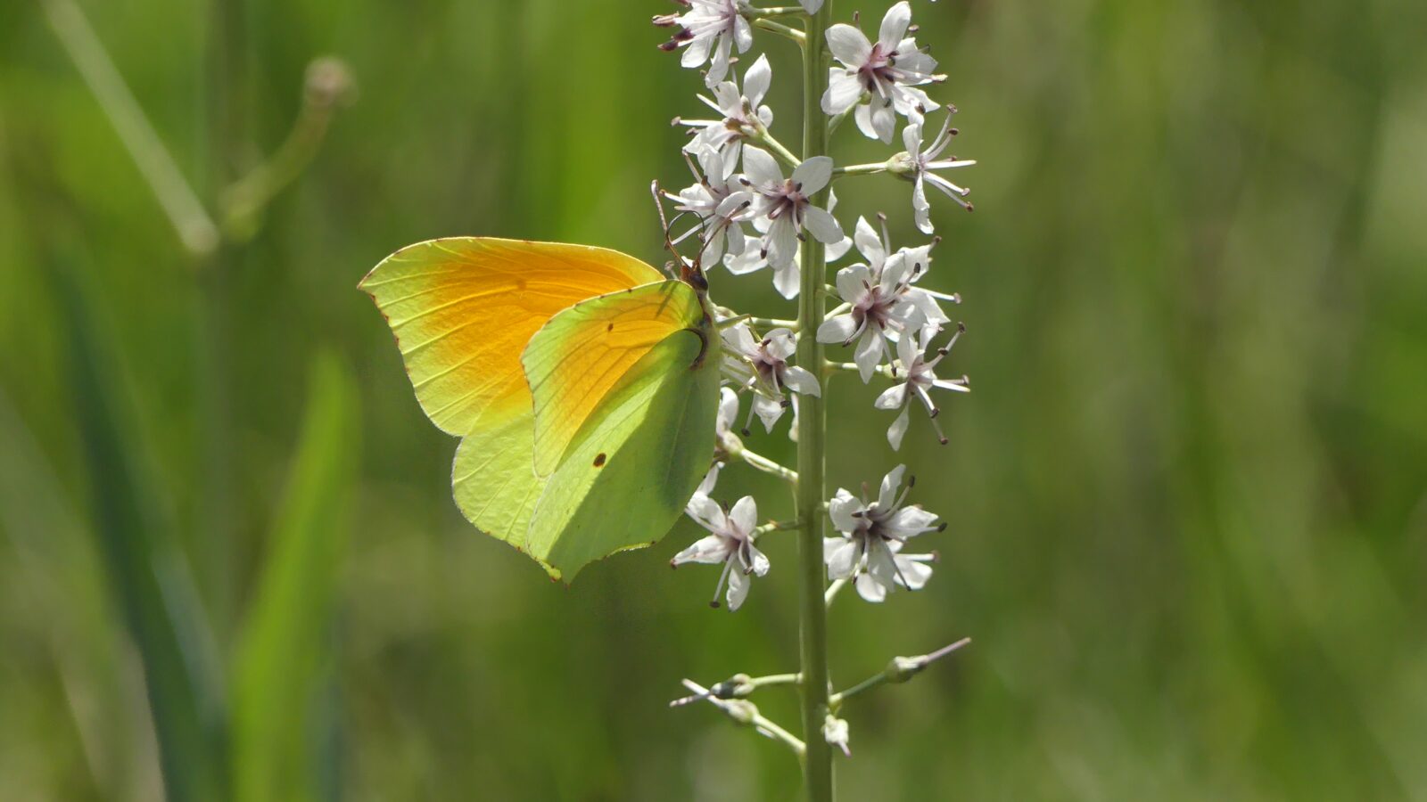 Gonepteryx-cleopatra-mariposa