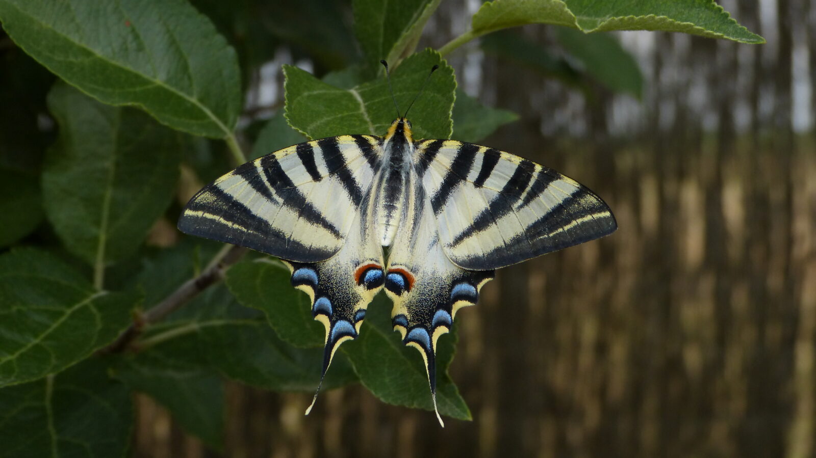 Iphiclides-feisthamelii-mariposa