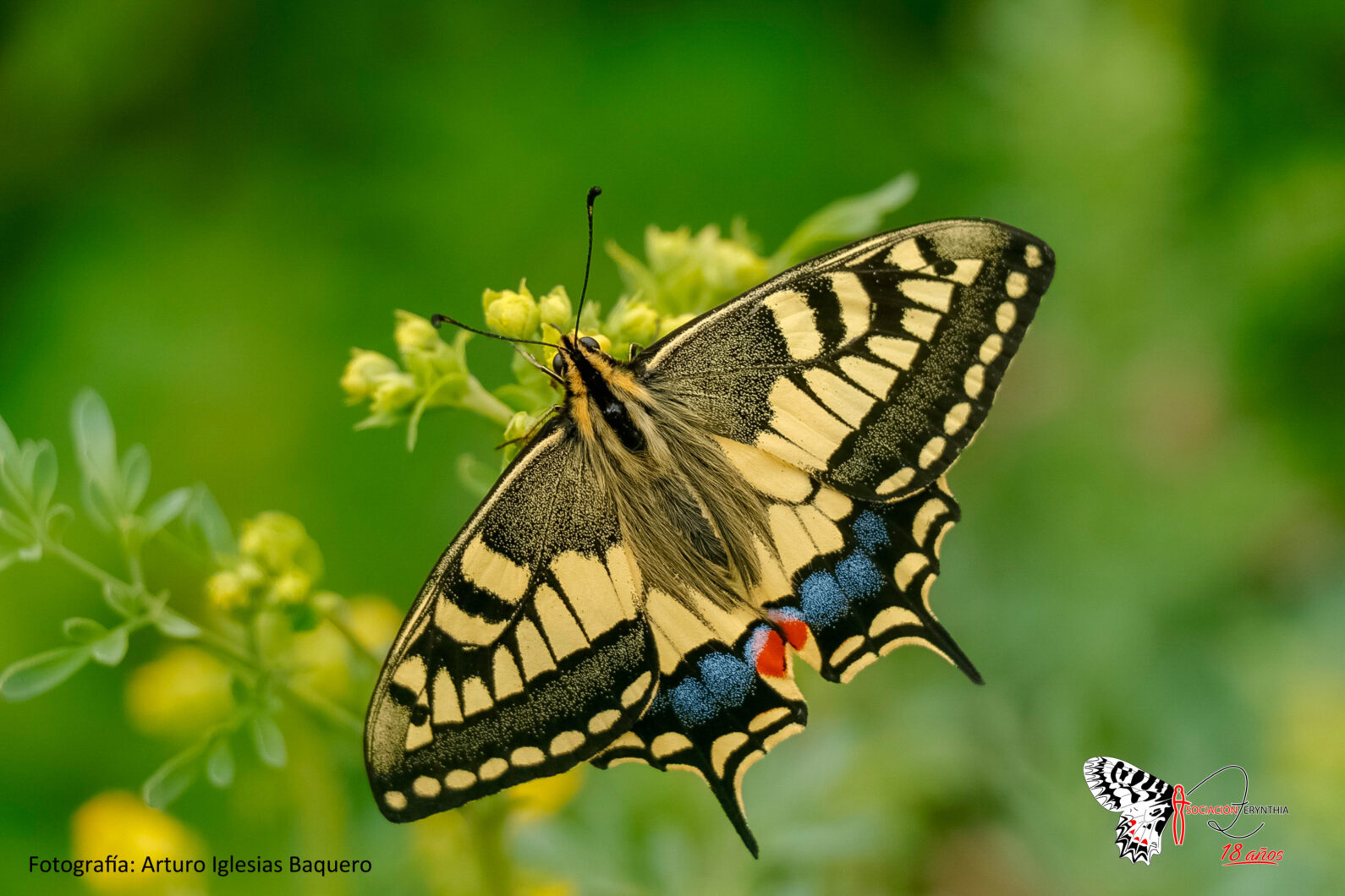 Papilio-saharae-mariposa