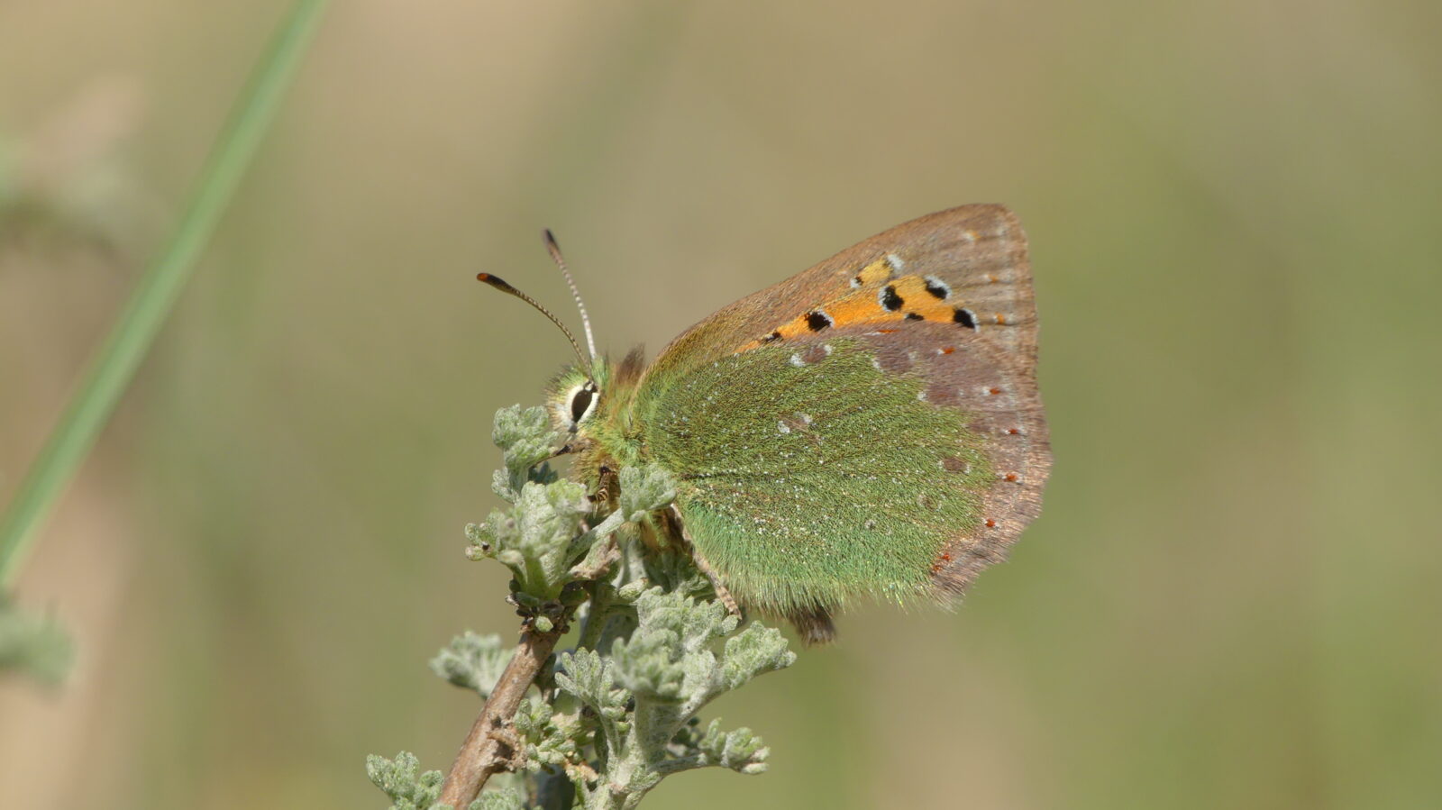 Tomares-ballus-mariposa