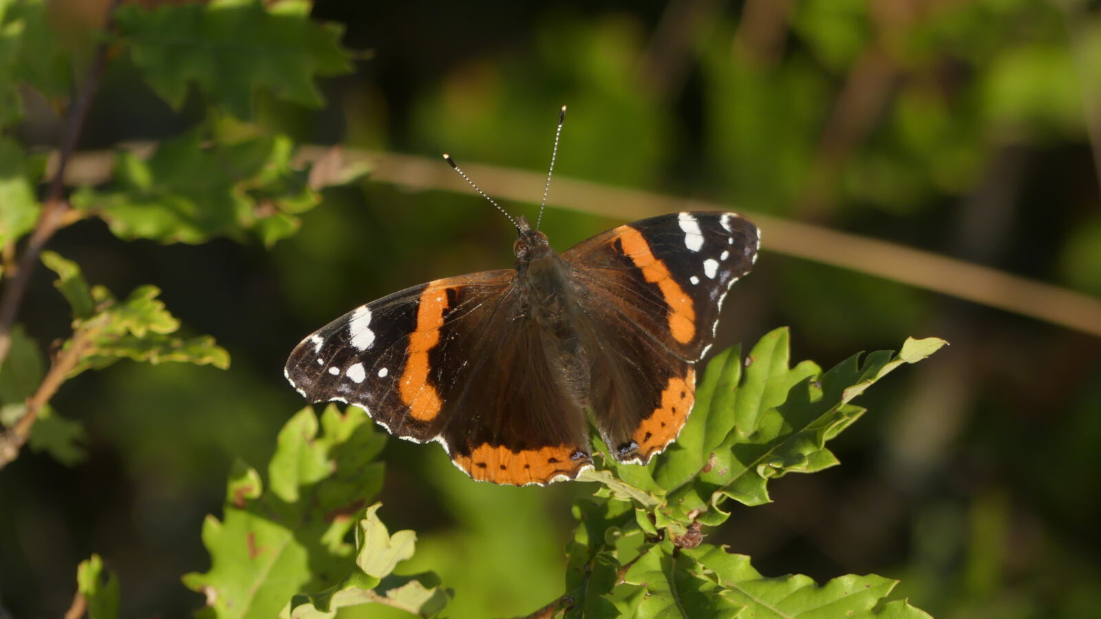 Vanessa-atalanta-mariposa