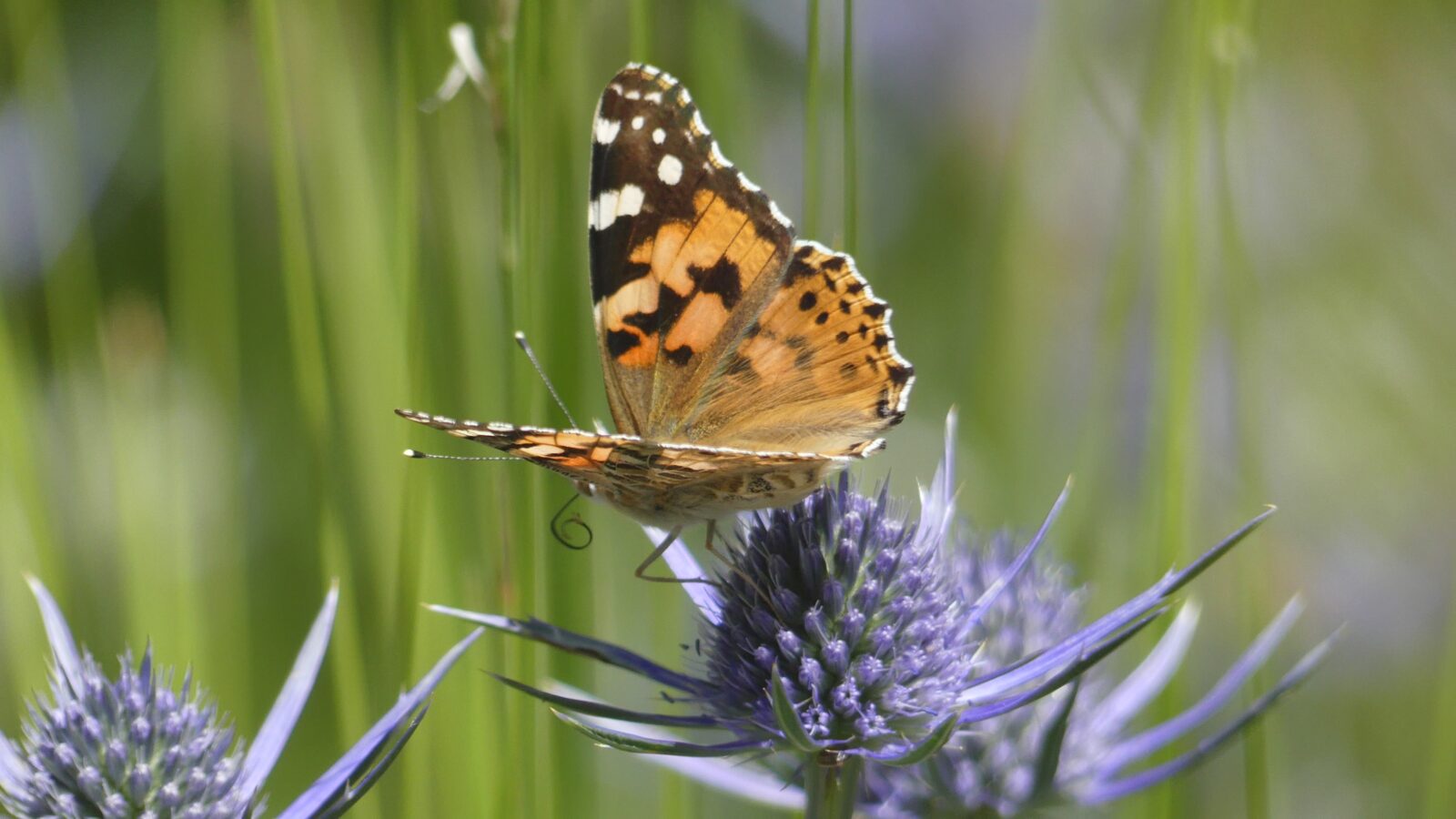 Vanessa-cardui-mariposa