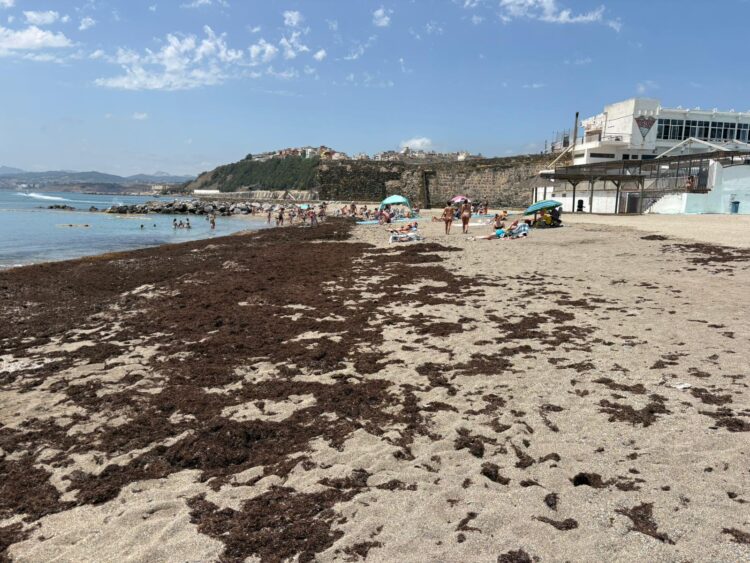 alga-asiatica-invade-playas-ceuta