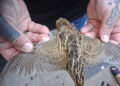 ceuta-punto-vital-desafio-gran-ruta-aves-migratorias-2