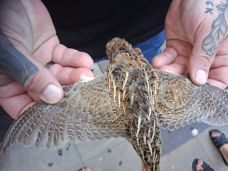 ceuta-punto-vital-desafio-gran-ruta-aves-migratorias-2