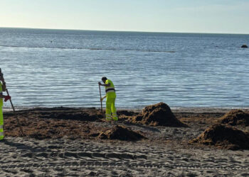 ciudad-retira-toneladas-alga-asiatica-playas-4