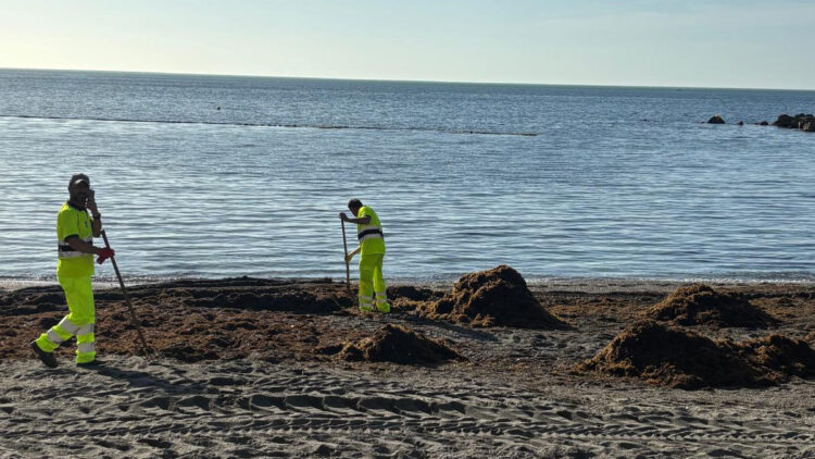 ciudad-retira-toneladas-alga-asiatica-playas-4