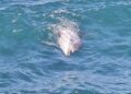 localizan-dos-delfines-mutilados-menos-48-horas-aguas-ceuta-1