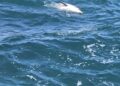 localizan-dos-delfines-mutilados-menos-48-horas-aguas-ceuta-2
