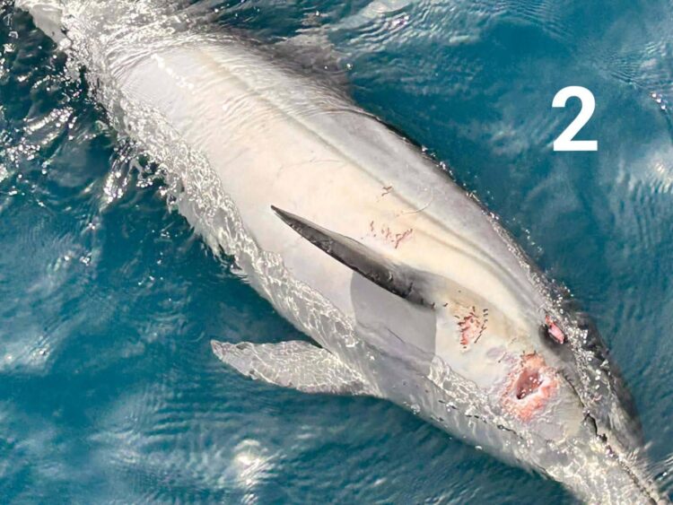 localizan-dos-delfines-mutilados-menos-48-horas-aguas-ceuta-3