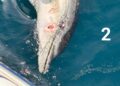 localizan-dos-delfines-mutilados-menos-48-horas-aguas-ceuta-4