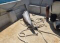 localizan-dos-delfines-mutilados-menos-48-horas-aguas-ceuta-5