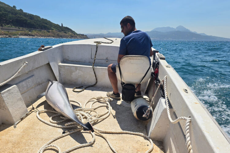 localizan-dos-delfines-mutilados-menos-48-horas-aguas-ceuta-6
