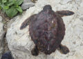 muerte-tortuga-boba-muy-joven-alerta-cecam-daubma