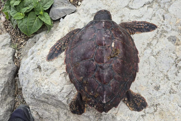 muerte-tortuga-boba-muy-joven-alerta-cecam-daubma