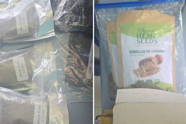 nicole-kush-forbidden-fruit-incautadas-semillas-hibridas-cannabis-tanger-med