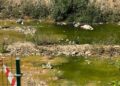 paciencia-agota-huerta-tellez-siete-meses-mosquitos-moscas-malos-olores-15