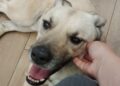 perro-miguelito-ciego-necesita-ayuda-dona-aqui
