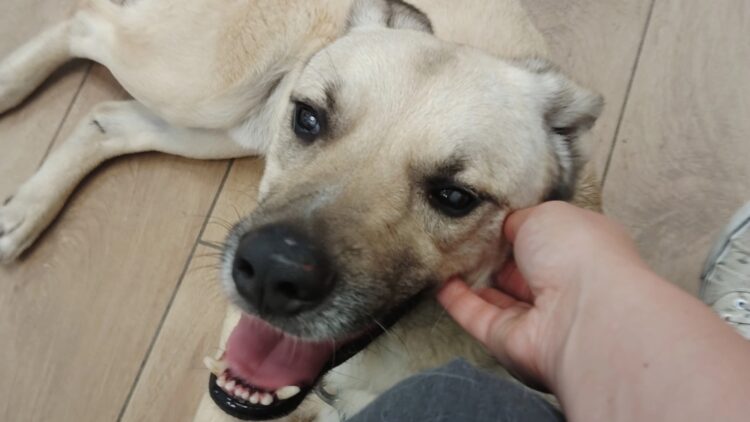 perro-miguelito-ciego-necesita-ayuda-dona-aqui
