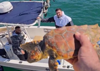 primera-tortuga-viva-temporada-llega-cecam-bahia-norte-00001