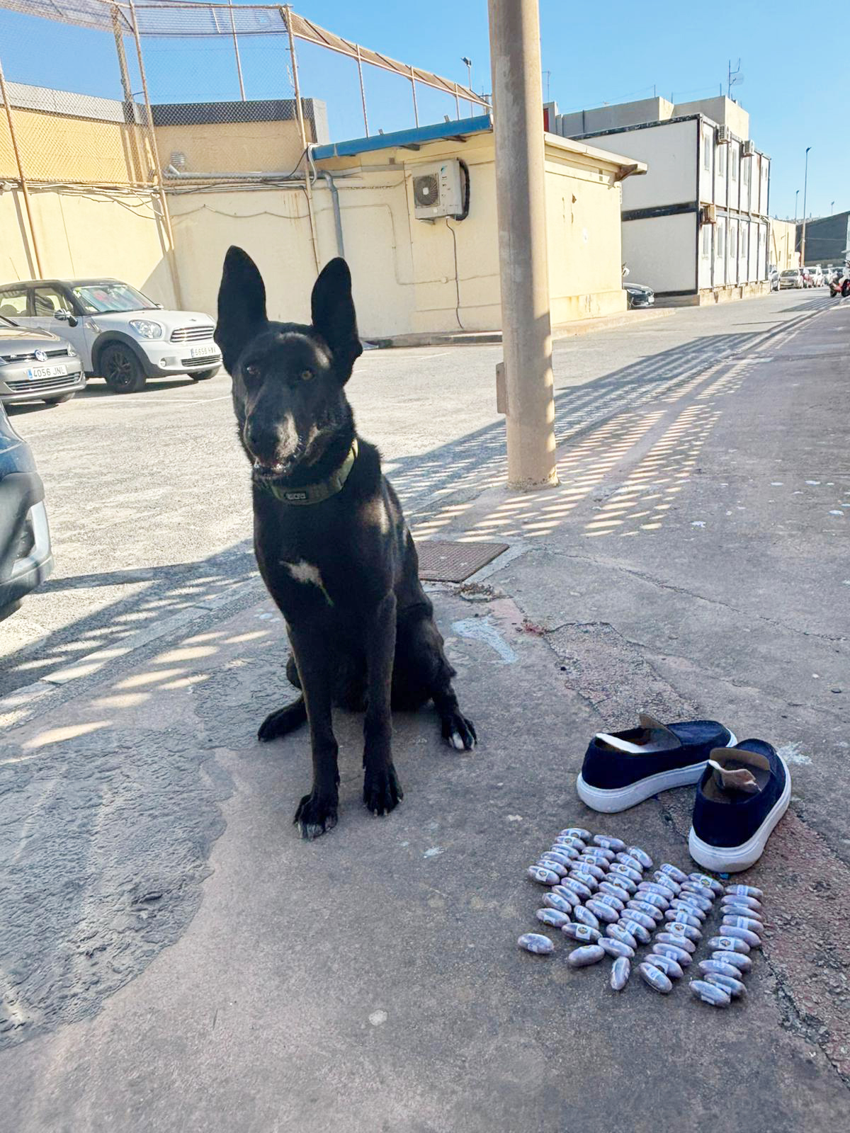 sagacidad-can-antidroga-policia-caza-pasador-hachis-1