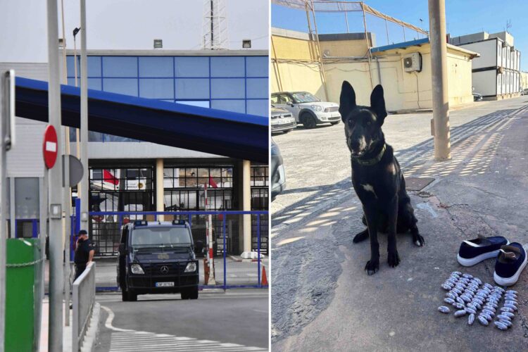 sagacidad-can-antidroga-policia-caza-pasador-hachis