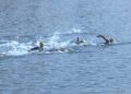 triatlon-super-sprint-ceuta-2026-30
