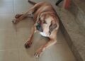 ultimo-deseo-carmen-se-cumple-linda-tiene-hogar-valencia-3